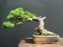 European larch